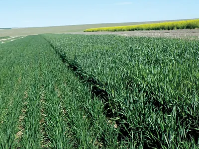 A large-scale and long-term cropping systems study near Ritzville, WA. Canola acreage is rapidly increasing due to the crop’s yield potential and market value. However, to date, field studies in the Pacific Northwest drylands have shown that wheat yields following canola are reduced compared with wheat grown after another cereal. Photo by Bill Schillinger, Washington State University.