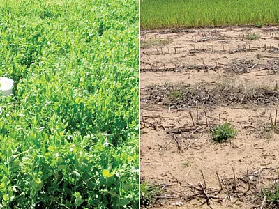 A cover crop of Austrian winter pea (left) resulted in greatest overall soil health improvements among the no-till practices tested, proving itself a useful alternative to fallow management (right) under water-limited dryland agriculture conditions. Photos by Paul DeLaune.