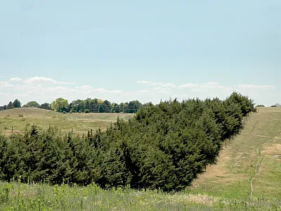 A 29-year-old, four-row eastern red cedar windbreak near North Platte, NE. Photo by Tom Sauer.