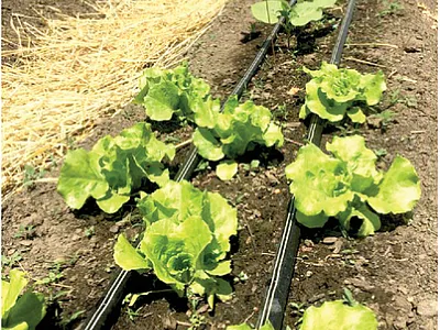 Lettuce growing at the urban farm study site in New London, CT. Photo by Eric Vukicevich.