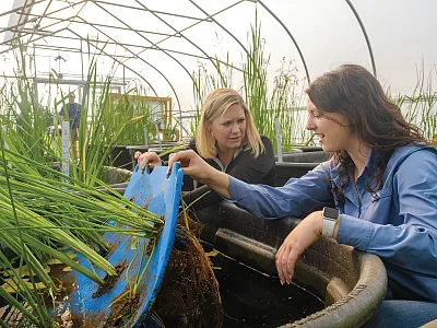 Dr. Tiffany Messer and Emily Nottingham, graduate student at the University of Kentucky, investigate the root structure of a “floating treatment wetland” in the greenhouse before  starting experiments on denitrification in the presence of neonicotinoids. Photo by Mat- thew Barton, University of Kentucky College of Agriculture Food and Environment.