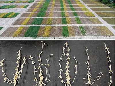 Top: drone image of a Michigan soybean field showing maturity progression based on planting date. Brown-colored strips represent early-season planting while yellow- and green-colored strips represent  mid- and late-season plantings, respectively. Bottom: Soybean plants from plots planted at 124,000 to 519,000 seeds ha-1  (l to r, in increments  of 99,000 seeds). These plants show the differences in plant architecture between seeding rate treatments. Photos by Maninder Singh/MSU.
