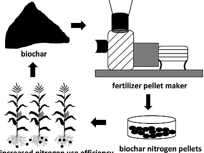 Biochar and urea can be processed through a pellet mill to produce nitrogen (N) fertilizer pellets that can slowly release N to crop plants. This can increase N use efficiency to plants and reduce N loss to the environment. Illustration by Chumki Banik and Santanu Bakshi.