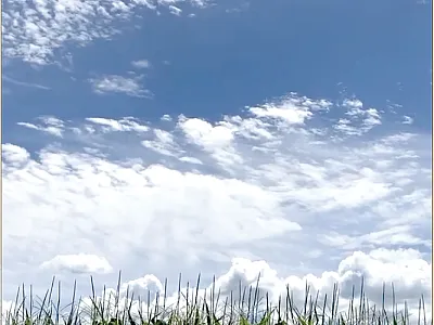 An unmanned aerial vehicle flies over a maize field in Aurora, NY, part of an experiment conducted through the Genomes-to-Fields Initiative. Photo by Nicholas Morales.