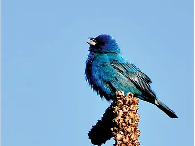 In a class designed to teach students to better connect to the natural world, students learned to appreciate songs from birds like this  indigo bunting. Photo by Daniel Hayes.