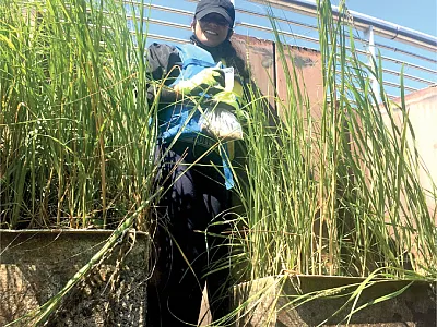 Lead author and Brooklyn College of the City University of New  York graduate student Nirmela Govinda samples constructed urban wetlands in Newtown Creek, a Superfund site in New York City.  Photo by Sarah Durand.