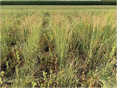 Kernza–legume intercrop. Photo courtesy of V. Picasso.