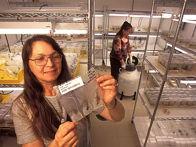 In the tissue culture growth room at the National Clonal Germplasm Repository in Corvallis, OR, plant physiologist Barbara Reed studies lingonberry plantlets as technician Janine DePaz immerses germplasm samples in liquid nitrogen for long-term storage. Photo by Stephen Ausmus.