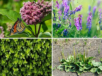 These weeds were correctly identified by students 97% of the time in a study in Natural Sciences Education. Top (l to r): milkweed and bird vetch. Bottom (l to r): common purslane and broadleaf plantain.