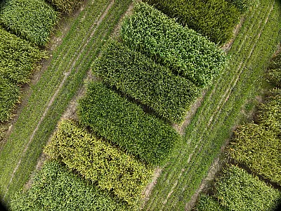 Drone image of yield plots at the Elora Research Station, Elora, ON, Canada.
