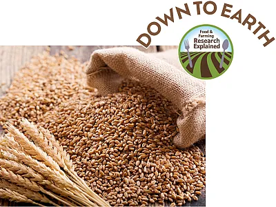 The surprising potential of organic wheat