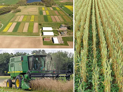 Clockwise from top: Aerial image of the Kellogg Biological Station (KBS) Long-Term Agroecosystem Research (LTAR) Aspirational Cropping System Experiment (photo courtesy of Ruben Ulbrich, KBS LTAR); Red clover cover crops in maturing wheat (photo courtesy of G. Philip Robertson, KBS LTAR); and canola being harvested from a five-crop regenerative cropping system experiment (photo courtesy of Gavin Hutchings, KBS LTAR).