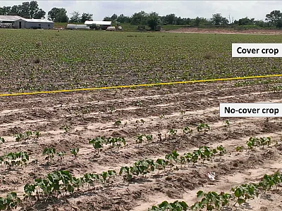 Wide-row cotton with cereal rye cover crop (above orange line) and no-cover crop (below orange line) treatments in southeast Arkansas. Image by Shelby Lebeau.
