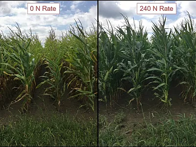 Corn response to different levels of nitrogen fertilizer. Photo courtesy of Greg LaBarge.