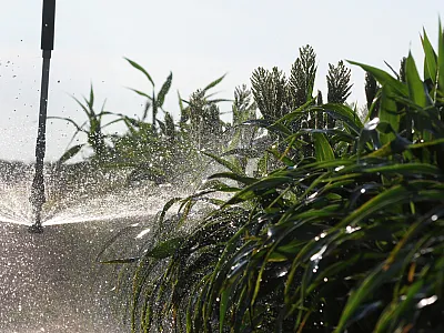 Photo courtesy of Flickr/K-State Research and Extension. Published under this license: https://creativecommons.org/licenses/by/2.0/deed.en