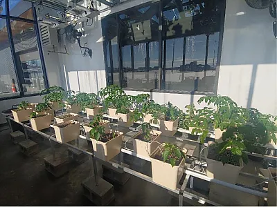 Peppers growing in a community greenhouse in Winifred, MT.