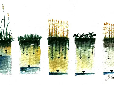 A watercolor painting by soil scientist Gerd Wessolek depicting the effects of groundwater lowering on soil organic matter mineralization, water, and nitrate transport to the groundwater. Image by Gerd Wessolek.