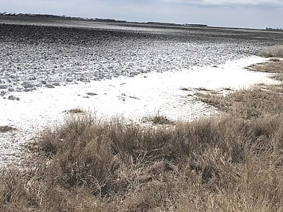 This photo showing salt-affected soils is courtesy of Sharon Clay and was originally published in the October 2021 CSA News.