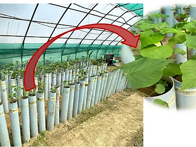 Greenhouse experimental setup of column culture to study the root system architecture of buckwheat. Plants were grown in polyvinyl chloride pipes, which were filled with equal amounts of soil and sand. Photo courtesy of S. M. Zargar, Diksha Singh, and P. A. Sofi, Sher-e-Kashmir University of Agricultural Sciences and Technology of Kashmir. 