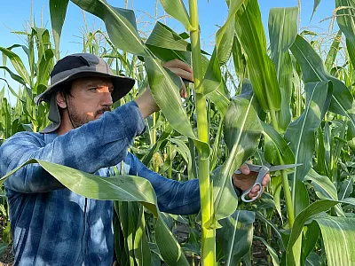 Dr. Deniz Istipliler, a researcher at Ege University in Turkey, collecting leaves for hyperspectral imaging in Lincoln, NE as part of a collaborative project with the Nebraska-based Schnable and Yang labs. Photo courtesy of the Schnable Lab, University of Nebraska—Lincoln.