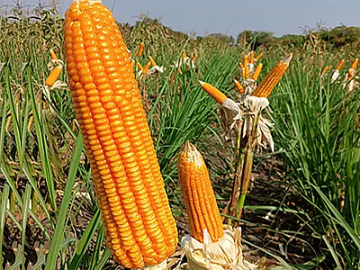 International Agronomy Congress