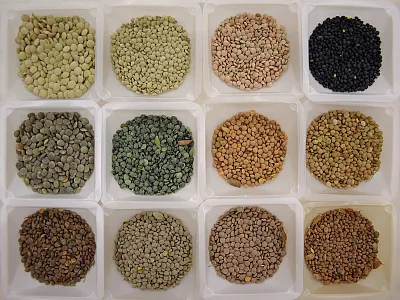 Some of the seed diversity found in lentil. Photo courtesy of Derek Michael Wright.