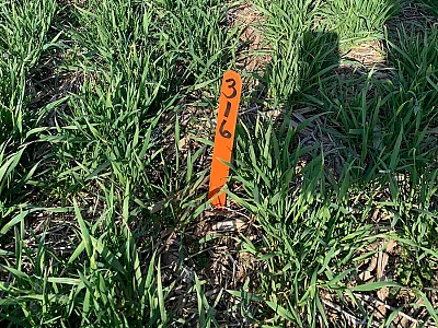 Winter wheat small-plot trial in eastern Nebraska (2020), used to evaluate remote-sensing-based nitrogen recommendation models for improved nitrogen management. Photo courtesy of Laila Puntel.