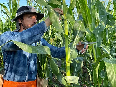 Photo courtesy of Schnable Lab, University of Nebraska and originally submitted with this article: https://bit.ly/40uhSb8.  