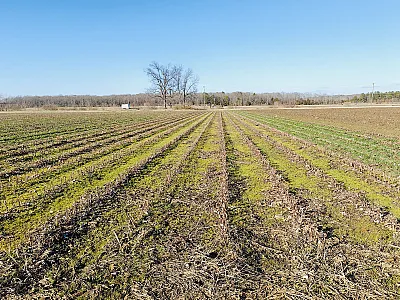 Winter cover crops growing in a cotton–corn rotation system at the R. R. Foil Plant Science Research Center in Starkville, MS. Photo courtesy of Wei Dai, postdoctoral research associate and first author on the study.
