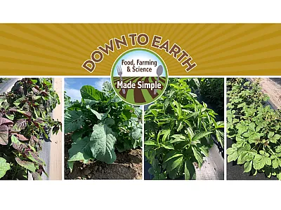 Researchers from the University of Minnesota are connecting with African community members to bring better African produce to the North Star State. From left to right: Amaranth, Ethiopian mustard, jute mallow, and spiderwisp. Vegetable photos originally from Figure 2 in Stoll et al. (2025).