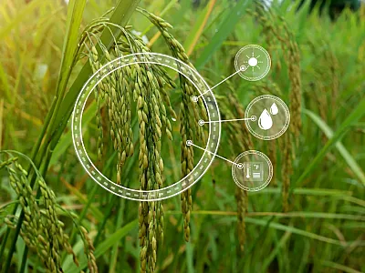 Cover photo courtesy of Adobe Stock/wasan.