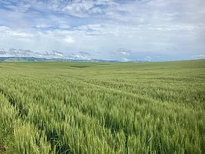 Dryland wheat near Walla Walla, WA, located in the heart of the inland Pacific Northwest. The Blue Mountains are visible in the background. Photo courtesy of Curtis Adams, USDA-ARS.
