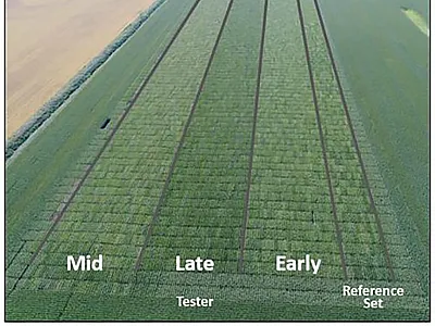 One field location of the Big BIT experiment. Pictured is each tester set in addition to the reference set. Approximately 2,500 maize lines were crossed with one of each tester set (an inbred line that matures relatively early, mid, or late) to assess more than 7,600 hybrid combinations for different agronomic and harvest traits. Photo courtesy of Corteva Agriscience.