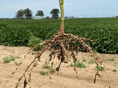 Development of galls in soybean roots caused by southern root-knot nematode. Photo courtesy of Caio Canella Vieira, University of Arkansas.