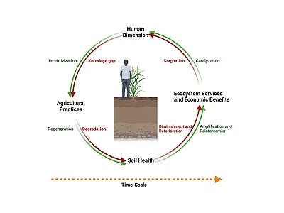 The soil health cycle—the feedback cycle in soil health management.