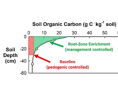 Soil organic matter can be conceptually separated into (1) pedogenic-controlled baseline and (2) contemporary management-controlled root-zone enrichment components. Photo courtesy of Alan Franzluebbers, USDA-ARS.