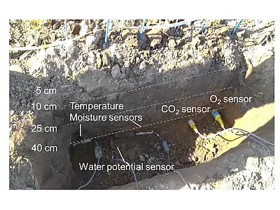 Field installation of soil sensors used in the study. Monitoring of CO₂, O₂, soil moisture, temperature, and water potential was done at multiple depths in a basalt-amended soybean field. Photo courtesy of Yan Zhu.