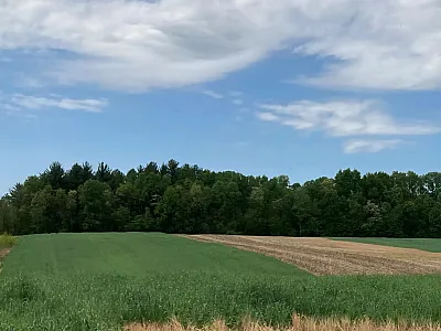 Field plots in southeastern Indiana with cereal rye cover crops (green) growing alongside plots without cover crops in a no-till corn–soybean system. Photo courtesy of Yichao Rui, Purdue University.