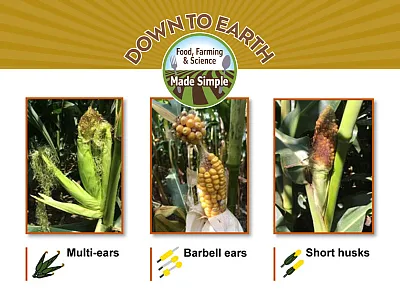 Corn ear abnormalities don’t just look ugly, they have lower yields. Abnormal corn ear types of recent concern include multiple ears on the same ear shank, short husks, and barbell ears. Image courtesy of Ortez et al. (2022a). 