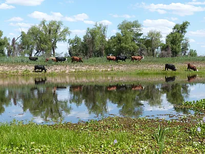 Cattle grazing in a floodplain wetland in Santa Fe, Argentina. Wetlands used by livestock can receive veterinary pharmaceuticals such as ivermectin through cattle dung. Photo by M. Cecilia Berón (INALI CONICET-UNL).