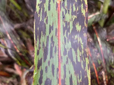 A diseased sorghum plant. Photo courtesy of Xiaocui Chen. 