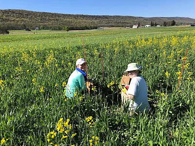 Research assistants taking samples at the site of the Cover Crop Cocktails experiment at Penn State. Photo by Emma Rice. 