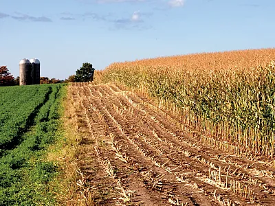 Alfalfa in rotation with annual crops aggressively scavenges nitro- gen in the soil and can significantly reduce nitrate contamination of  groundwater. Photo courtesy of UNL CropWatch.