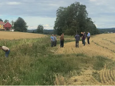 Phosphorus researchers examine a vegetated riparian buffer in Nor- way. Riparian buffers are very effective at trapping sediment-bound  phosphorus but can become sources of dissolved phosphorus if legacy sources are not dealt with. Photo by Pete Kleinman.