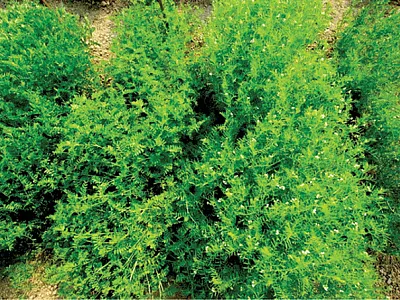 Two lentil varieties growing in Bangladesh. One is still in its veg- etative growth phase (left) while the other is flowering and in its  reproductive phase (right). Photo by Derek M. Wright.