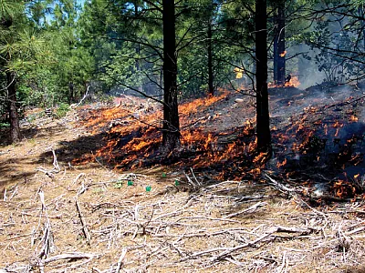 Prescribed burning of heavy fuels loads at the Challenge Experi- mental Forest in the Sierra Nevada mountains, conducted by USDA  Forest Service personnel. Photo courtesy of Matt Busse.