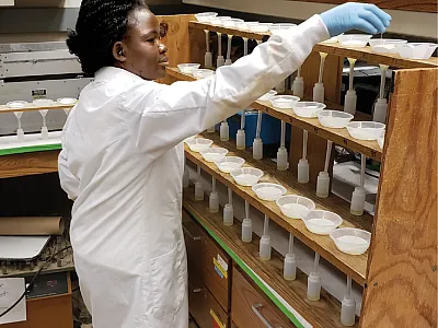 Purdue University Graduate Research Assistant Adebukola Dada, lead author on the paper, filters soil samples for her study on cover crops and phosphorus. Photo courtesy of Adebukola Dada.