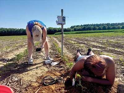 Digital agriculture is emerging as one of the best strategies to de- tect what the crop needs and deliver the right amount of water,  nutrients, and other inputs to the crop at the right time and in the right place. Here two lab technicians install a soil water potential sensor in the ground. Photo by Sayantan Sarkar.