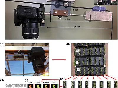 Figure 1. Imagery data collection process overview: (a) cart specifications to carry the camera, (b) image capture from a digital single-lens reflex camera on custom greenhouse  rail mount, (c) image captured of multiple experimental units on a bench, (d) image ro- tation and grid extraction of uniform individual experimental units, (e) image segmenta- tion through Otsu thresholding and mathematical morphology operations to isolate plant  leaves from background and tendrils, (f) generation of index values a