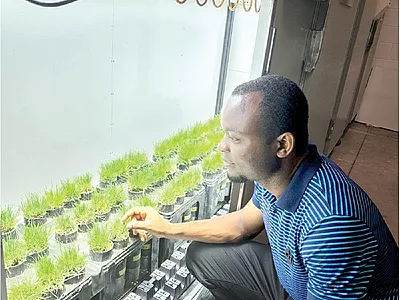 Researcher Michael Itam oversees the growth chamber study of turfgrasses exposed to drought stress at Michigan State University. Photo by Emily Merewitz.
